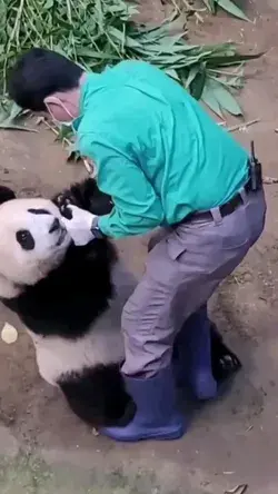 Funny Panda