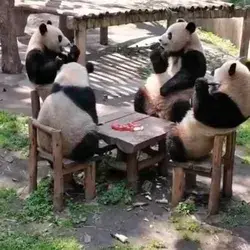 panda lover
