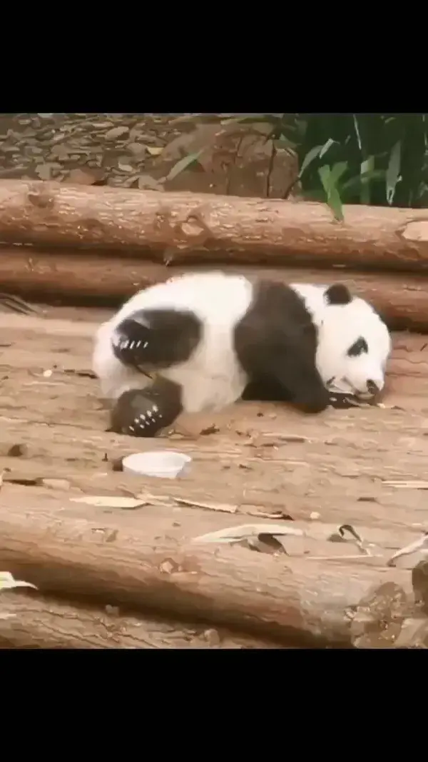 Baby Hehua is learning to walk. 🐼