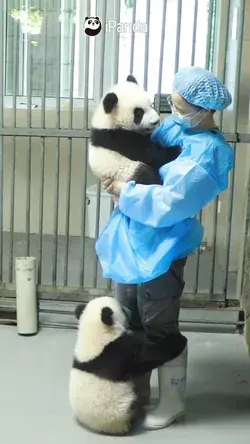 cute pandas wanna play with feeder