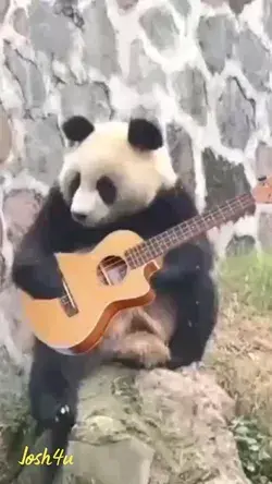 Josh4u... have fun with panda#membono5#panda#cutepanda