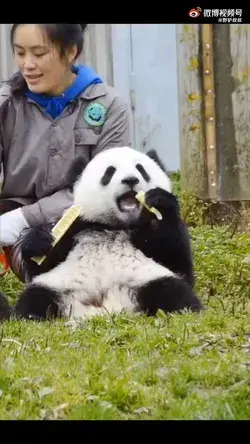 The cute panda eats bamboo shoots happily