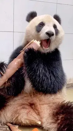 Panda eating bamboo