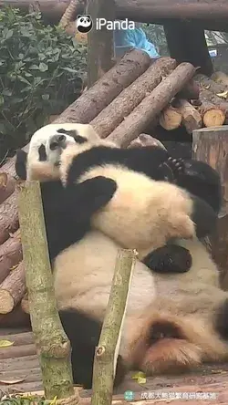 panda mom loves the baby so much