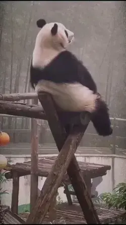 Is panda ka dukh ek 😞