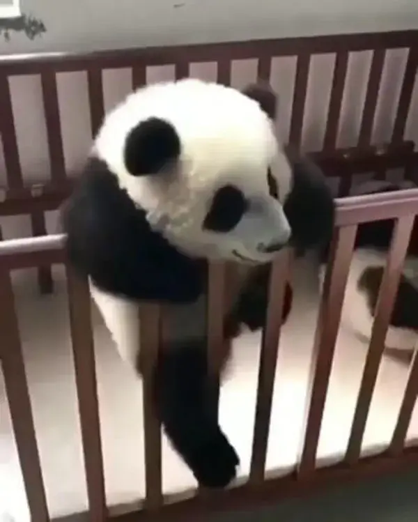 Funny 🐼 Panda