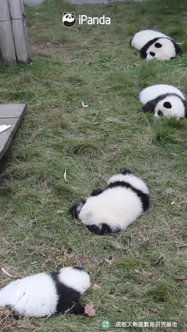 it is too hot , panda babies rest on the ground like toys