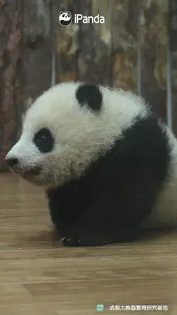 cute panda baby