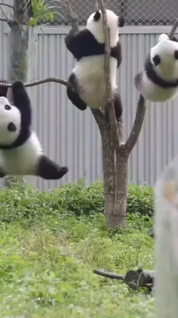 naughty panda 🐼🐼