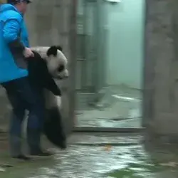 Pandas Lovely moment 