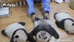 cute panda baby