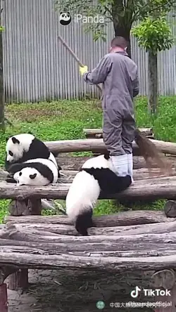 Panda bears are adorable 💖💖💖