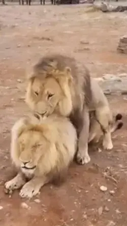 Both male and female lions have been known to interact homosexually. 🤷‍♀️