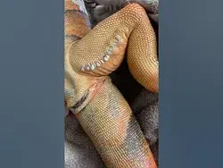 Popping femoral pores on dead iguana**very satisfying ASMR