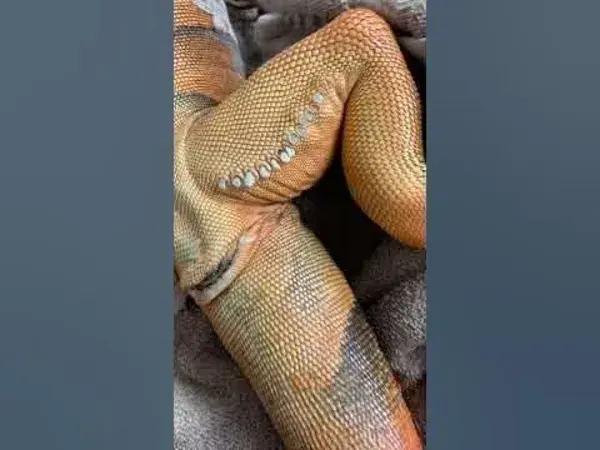 Popping femoral pores on dead iguana**very satisfying ASMR