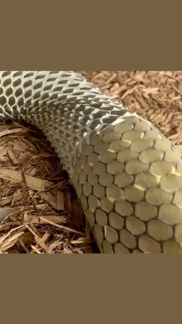 king cobra