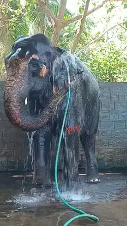 elephant animal