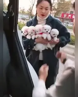 Beast dog and puppies