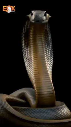 Can a king cobra kill a python - FOX PEEK