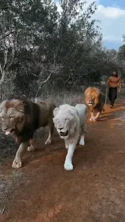Awesome Lion Video