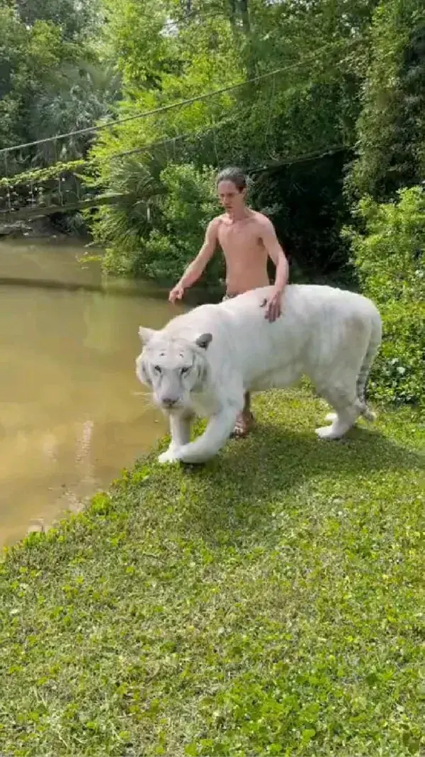 White Tiger( animal)  With His Best Friend