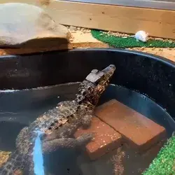 Feeding a dwarf caiman