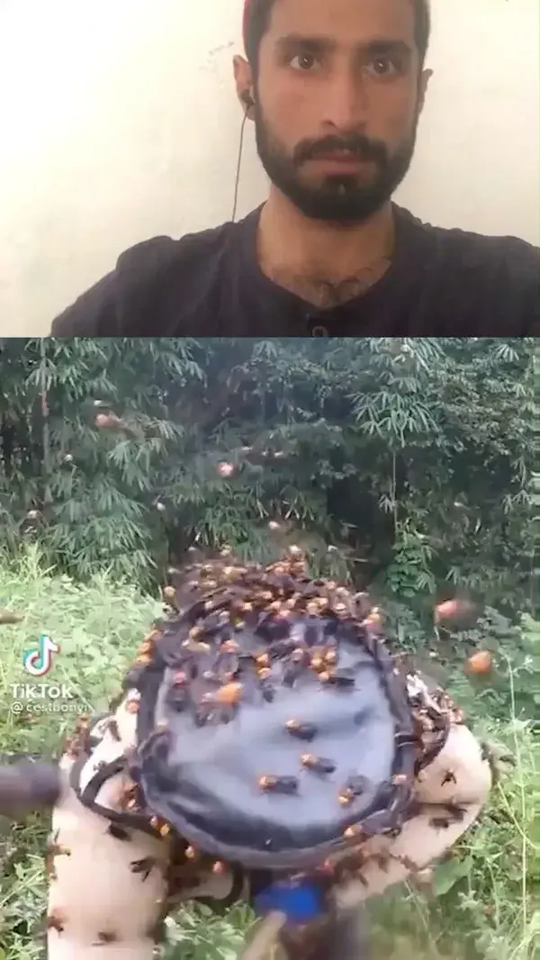 Honey Bee Worker