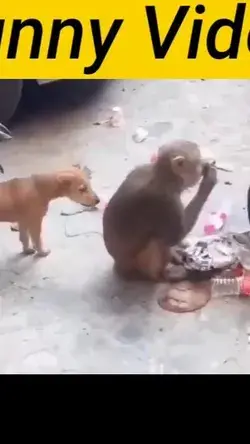 Mazing dogs and monkey funny video