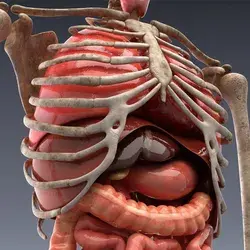 I will do 3d animation, 3d medical animation, medical animation, medical, surgery