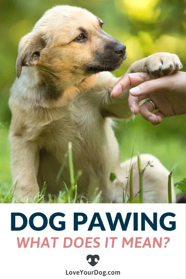 Why is My Dog Pawing at Me Constantly? What Does it Mean?