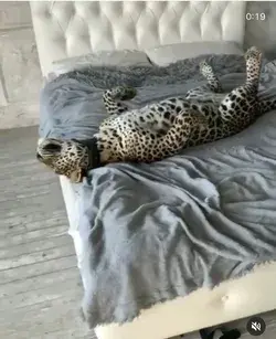 Savannah cat and jaguar sleeping in bed