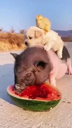 🍉🐷🐶🐥😆