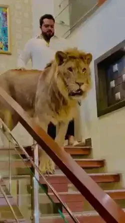 Amazing Lion friend Shipping Style entry