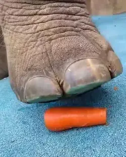 his is Mei Mei, a little elephant in a sanctuary in China, eating her carrot