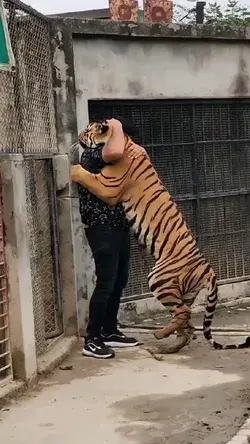 tiger love with humans