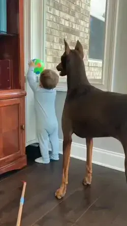 Doberman playing with his baby friend 🥰😂.