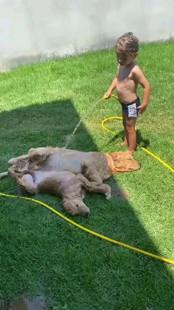 dog spa