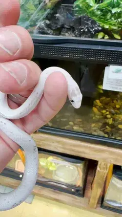 Corn Snake aka Pantherophis guttatus