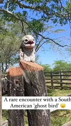 South American Ghost Bird