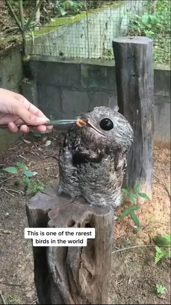 The Great Potoo Bird