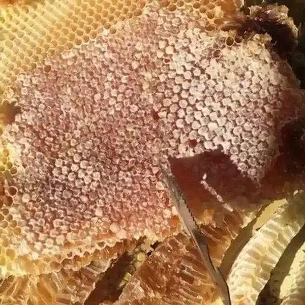 ‪honey by mikabenesh on instagram ‬