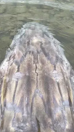 big fish sturgeon in water