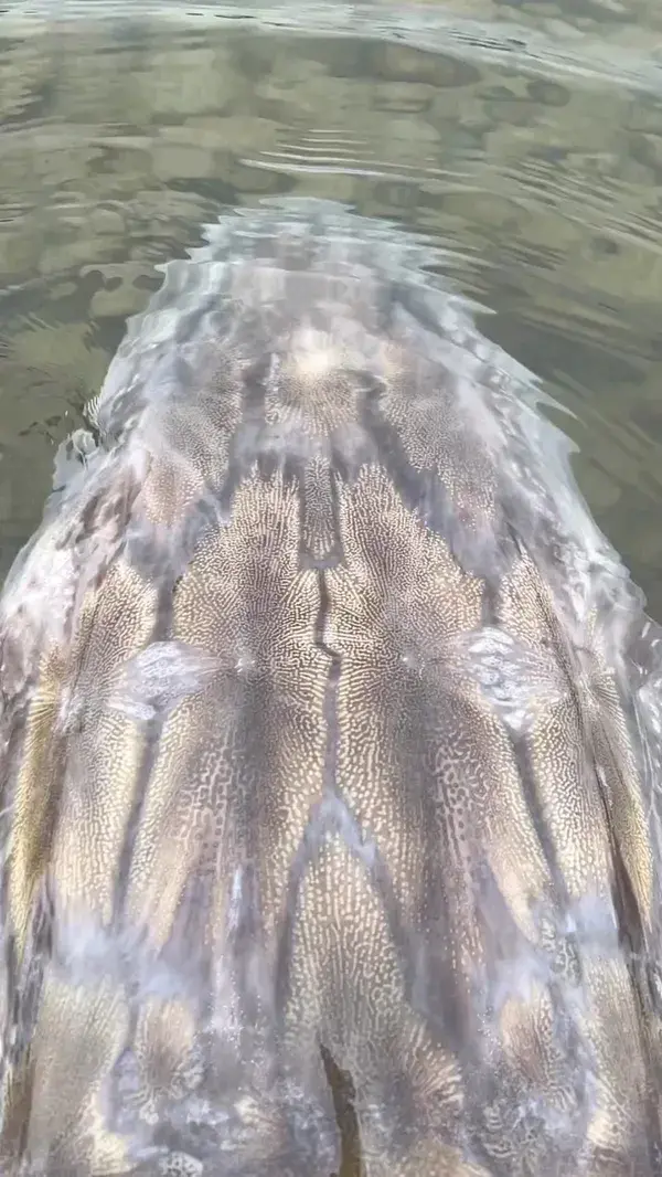 big fish sturgeon in water