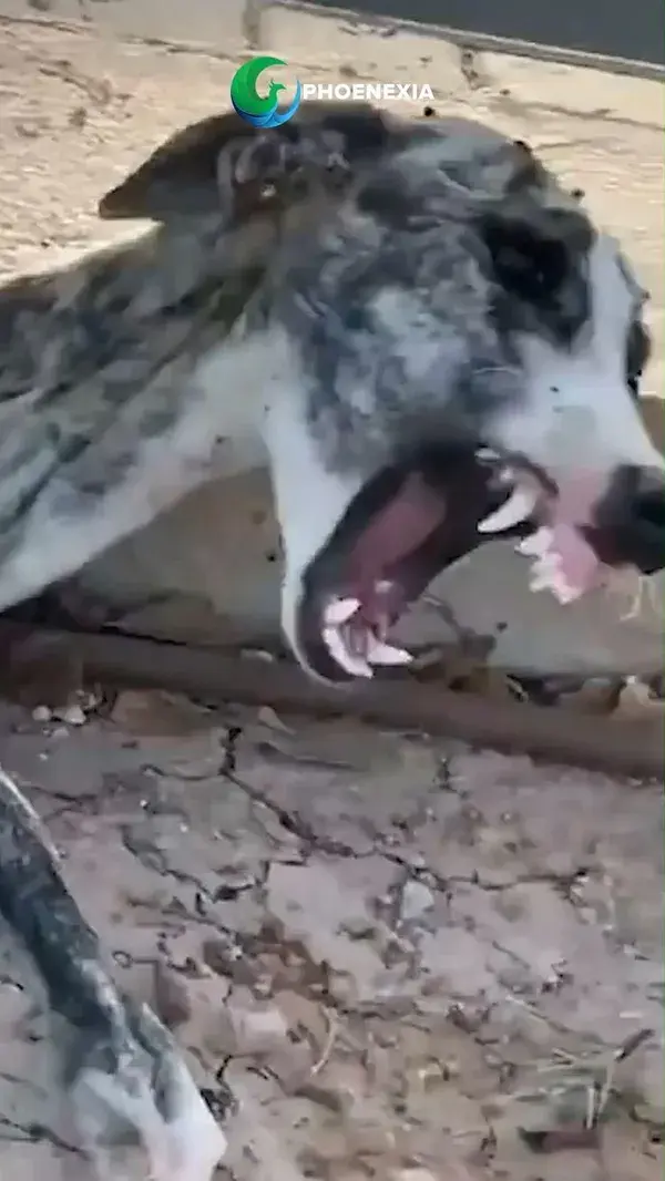 Jedes Armband finanziert Nahrung und Unterkunft für Hunde in Not ❤️