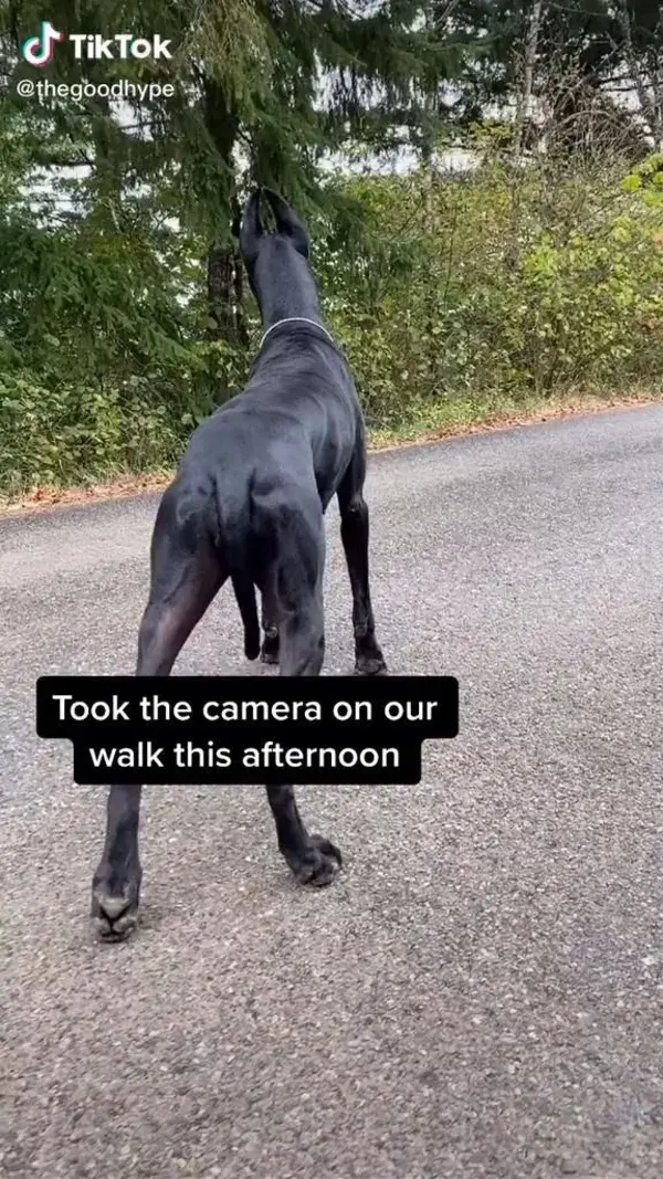 Great Dane