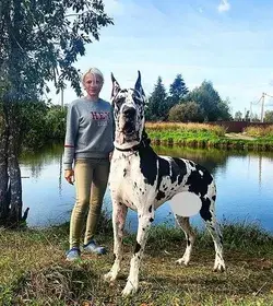 Giant & Powerful Turkish Kangal Shepherd Dog | Large Dog Breeds | Big Dogs Breeds | very cute dogs