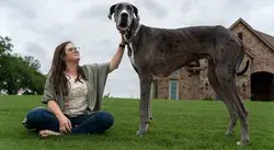 huge Dogs