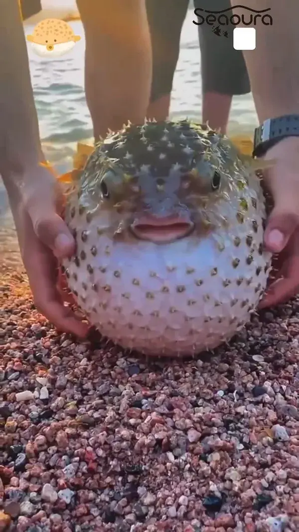 Barbed Pufferfish