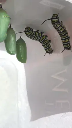 Twins! Lol. Raising Monarch Butterflies 