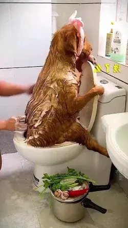 It's Bathing time 🎃🎃💞💞#funnydog #viralvideo